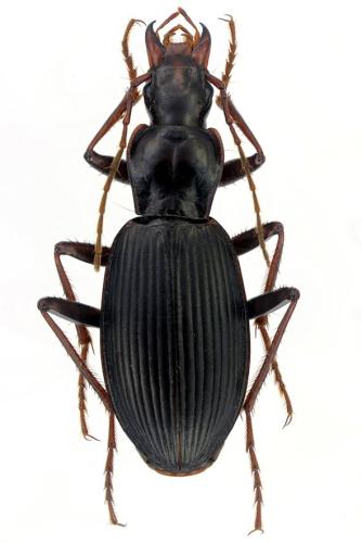 Laemostenus angustatus